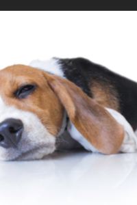 aaichan 蒲郡クラシックホテル クーポン