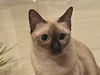 Lunathecat