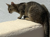 Gato Christian