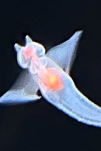 浜辺薫 水軍伝説の風薫る宿　花乃丸 クーポン