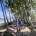 Daintree Rainforest