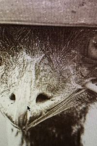 LemonSawa XYZ Private spa and Seaside Resort クーポン