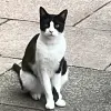 Avatar 1