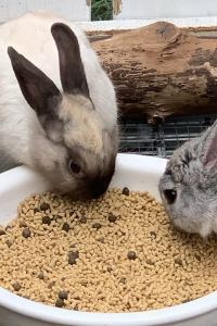 MayOwl 阿姆斯特丹旅舍優惠