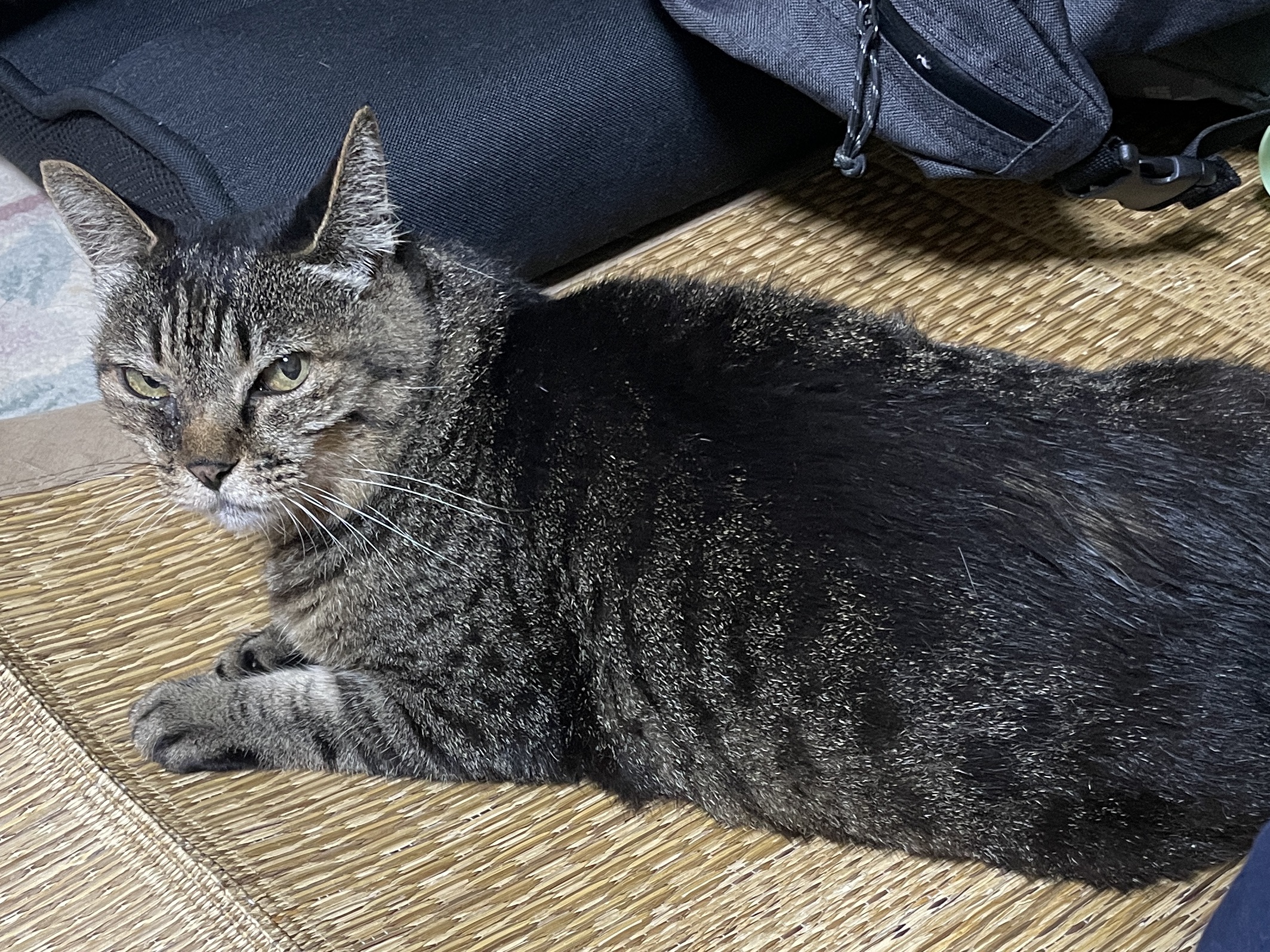 なおくんだいちゃん