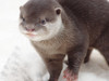 油油獺