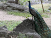 peacock in wonderland