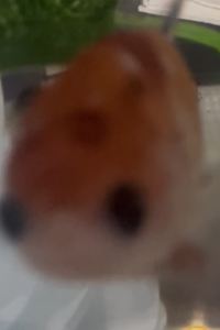 피스타치오듬뿍 台北西門窩青年旅館優惠