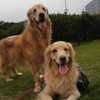 petseddie