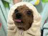 우딩이