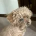 ちぇだー