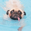 PuggyYu