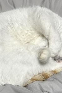 yoshim プロスタイル旅館 横浜馬車道 クーポン