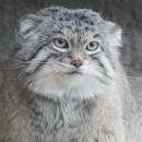 旅行猻