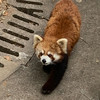hobun