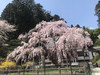 もちや