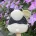 Chengdu Research Base of Giant Panda Breeding