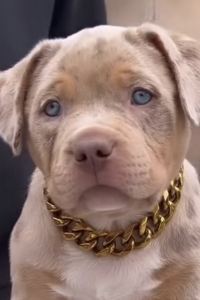 Beeeee222 伊豆長岡温泉・香湯楼井川 クーポン