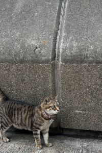 Meow^v^ 荃灣西如心酒店優惠