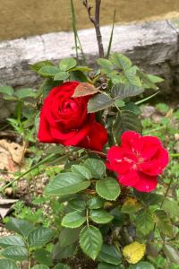 ADCARRMIE 深圳福青龍華天假日飯店優惠