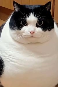 JamesLi 皇御軒酒店（深圳會展中心福民地鐵站店）優惠