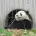The Bifengxia Base of China Giant Panda Protection and Research Center in Ya'an