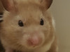 HamsterShinchan