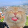 เนโกะ