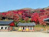 Gorani