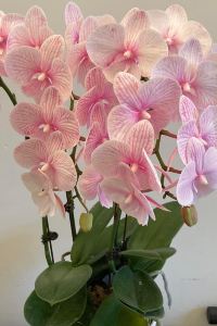 Kylie @choichoi 江門名冠金凱悦酒店優惠