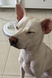 Smallpig 東急stay札幌酒店優惠