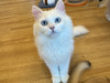 戈莉婭