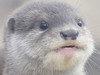 망고밥