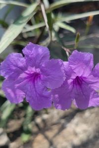 애니램 旭逸雅捷飯店‧荔枝角優惠