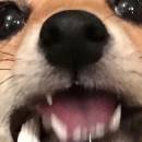 amelia_