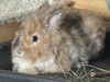 Zlaine
