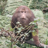 Zorxaran