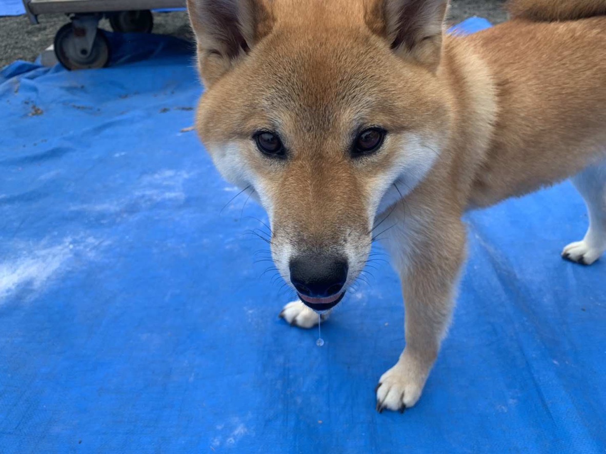 22年犬上の人気観光スポット 犬上の旅行ガイド 犬上のおすすめ観光スポットのチケット ホテル 楽しみ方 グルメ レストラン Trip Com