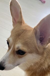 debbyyyy 相鐵FRESA INN 名古屋站新幹線口優惠