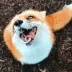 Slyfox13