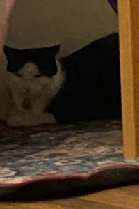 しゅにり 南投湧泉民宿優惠