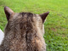 Meows