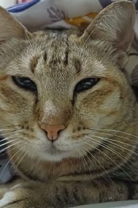 Wora Sukraroek 台北函舍商務旅店優惠