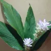 Avatar 3