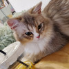MB Meow