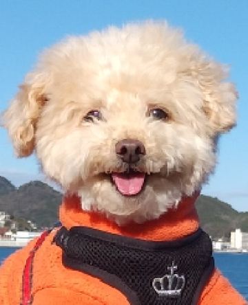 ruiur 別府 風雅 クーポン