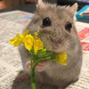 Hello_Haloo