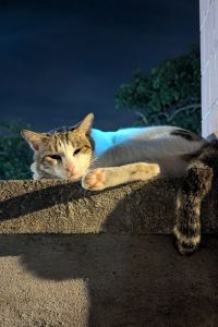 Anthea Seto 天藝國際飯店優惠