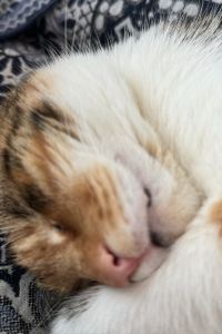 Thomas Berlin 桑特潤城堡皇家酒店優惠