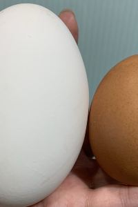 JANKK 海茵娜飯店大阪 心齋橋優惠